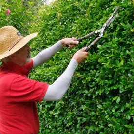 A man trimming a hedge wearing a straw hat and wearing IceRays Sun Sleeves for Maximum UV sun protection while gardening. Gardening A man trimming a hedge wearing a straw hat and wearing IceRays Sun Sleeves for Maximum UV sun protection while gardening. Gardening